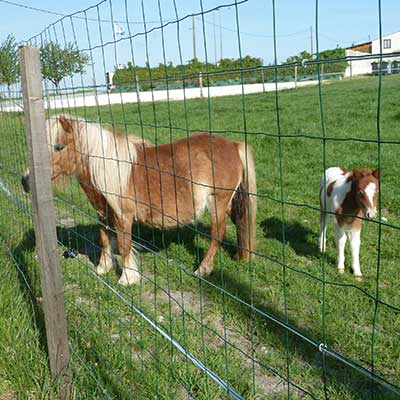 Pour le plaisir des petits et des grands, le zoo du camping nos poneys shetlands et chèvres naines | Royan la Palmyre