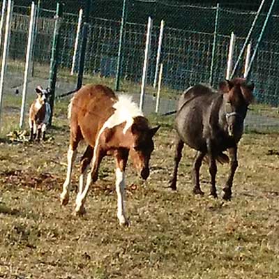 Pour le plaisir des petits et des grands, le zoo du camping nos poneys shetlands et chèvres naines | Royan la Palmyre